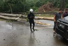 Pemandu, penumpang e-hailing parah kereta dihempap pokok