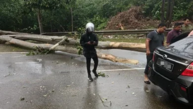 Pemandu, penumpang e-hailing parah kereta dihempap pokok