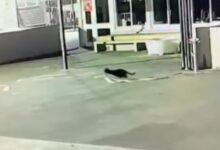 Pencuri tuala, seluar dalam akhirnya tertangkap