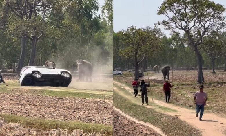 Gajah turun minyak, diganggu semasa mengawan