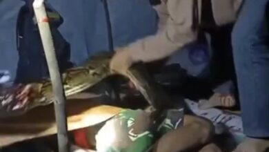 Lelaki dibelit ular 6 meter semasa tidur