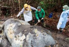 Gajah mati, kepala dikerat di kawasan kilang