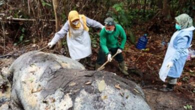 Gajah mati, kepala dikerat di kawasan kilang