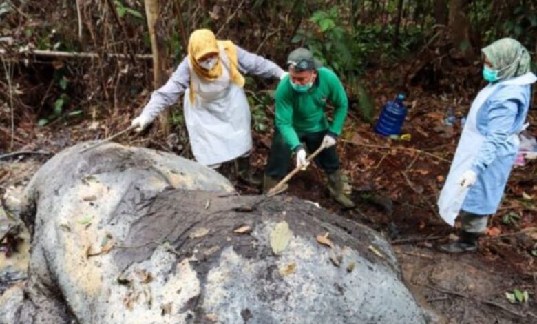Gajah mati, kepala dikerat di kawasan kilang