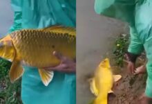 Bimbang ditimpa musibah, pemancing lepaskan ikan emas