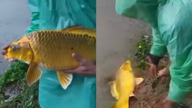 Bimbang ditimpa musibah, pemancing lepaskan ikan emas