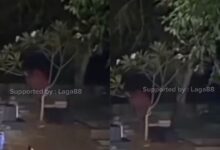 Pontianak jatuh dari pokok