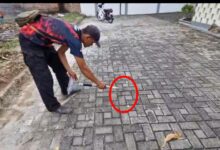 Penduduk resah, 6 anak King Cobra berkeliaran