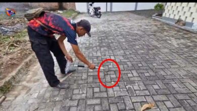 Penduduk resah, 6 anak King Cobra berkeliaran