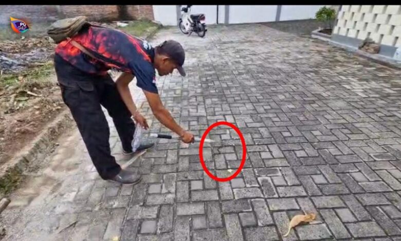 Penduduk resah, 6 anak King Cobra berkeliaran