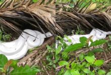 Ular sawa putih sembunyi bawah daun kering