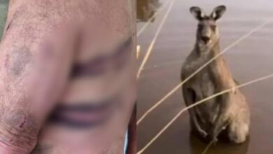 Lelaki parah dibelasah kanggaru ‘sado’