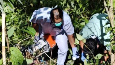 Lelaki maut jatuh pokok petai