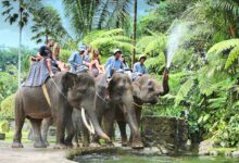 Tunggang gajah diharamkan di Indonesia