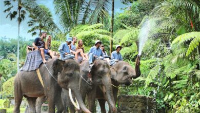 Tunggang gajah diharamkan di Indonesia