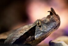 50,000 rakyat India mati dipatuk ular