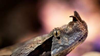 50,000 rakyat India mati dipatuk ular