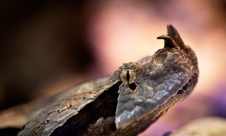 50,000 rakyat India mati dipatuk ular