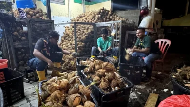 Cracking demand: Santan trader hits 10,000 coconuts a day ahead of festivities