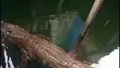 Budak 11 tahun diintai buaya sebelum parah dibaham