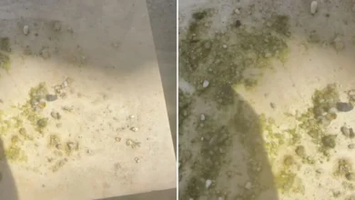 Lelaki jumpa ketulan emas dalam perut itik