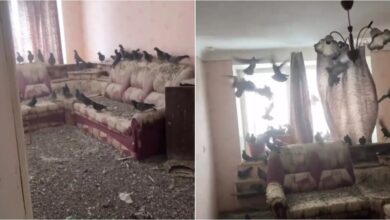 3 tahun terlupa tutup tingkap, rumah jadi sarang merpati