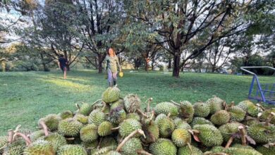 Hampir 10,000 durian rosak akibat ribut kuat