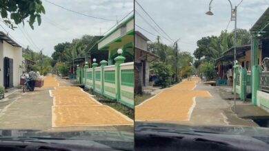 Penduduk guna jalan utama jemur benih padi