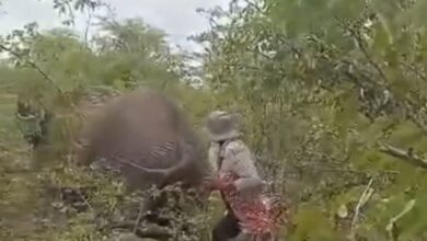 Bergurau tarik ekor gajah, wanita maut kena pijak