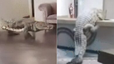 Tetamu terkejut, buaya buat apa dalam hotel mewah?