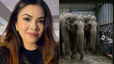 Luahan Tiz Zaqyah Tentang Gajah Undang Simpati