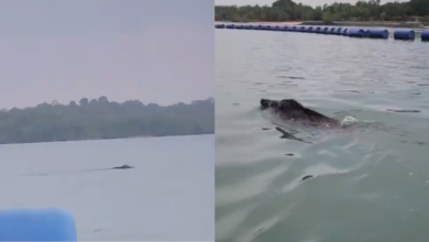 Kusangka buaya, rupanya babi hutan berenang
