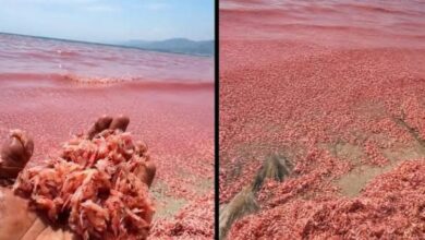 Ribuan udang terdampar, pantai bertukar merah jambu