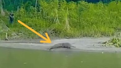 Penduduk tangkap buaya pakai tombak