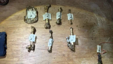Police detain six Myanmar citizens over suspected poaching activities
