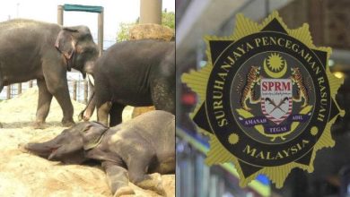 MACC looking into claims of corruption involving transfer of Dara, Amoi, Kelat to Japan
