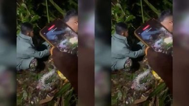 Isteri mati ditelan ular sawa gergasi