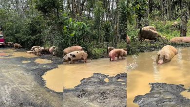 100 ekor babi ‘berendam’ dalam lopak air selepas terjatuh dari lori