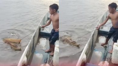 Ingatkan tangkap ikan gergasi, rupanya anak buaya