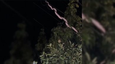Ular sawa 4 meter melingkar atas kabel elektrik