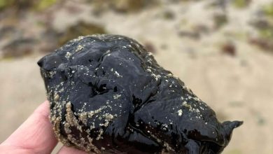 Makhluk hitam terdampar di pantai