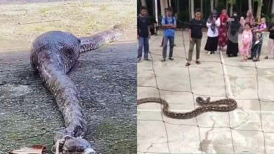 Penduduk tangkap ular 7 meter baham kambing