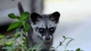 3 lelaki ditahan miliki anak musang pandan tanpa lesen