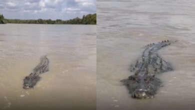 Penumpang bot tergaman ‘disapa’ buaya besar