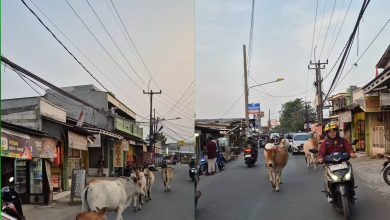 Takut bunyikan hon, trafik sesak kerana lembu