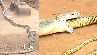 Ular tedung selar ‘muntah balik’ ular tikus