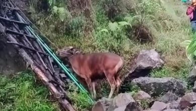 Pendaki bawa lembu panjat Gunung Rinjani