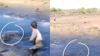 Jumpa ‘kayu’ semasa bersihkan terusan, rupanya buaya gergasi