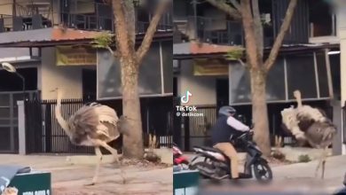 Burung unta berkeliaran di tengah jalan, serang penunggang motosikal