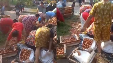 Lori terbalik, penduduk kebas beribu-ribu telur ayam
